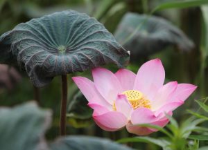 Should I Lotus365 Review 2027: Bonus, App, Withdrawal Tested